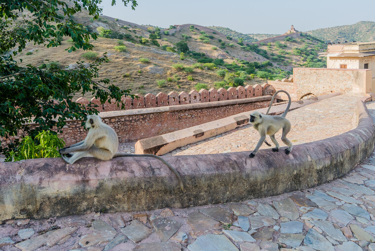 India 2014 - Jaipur 096.jpg